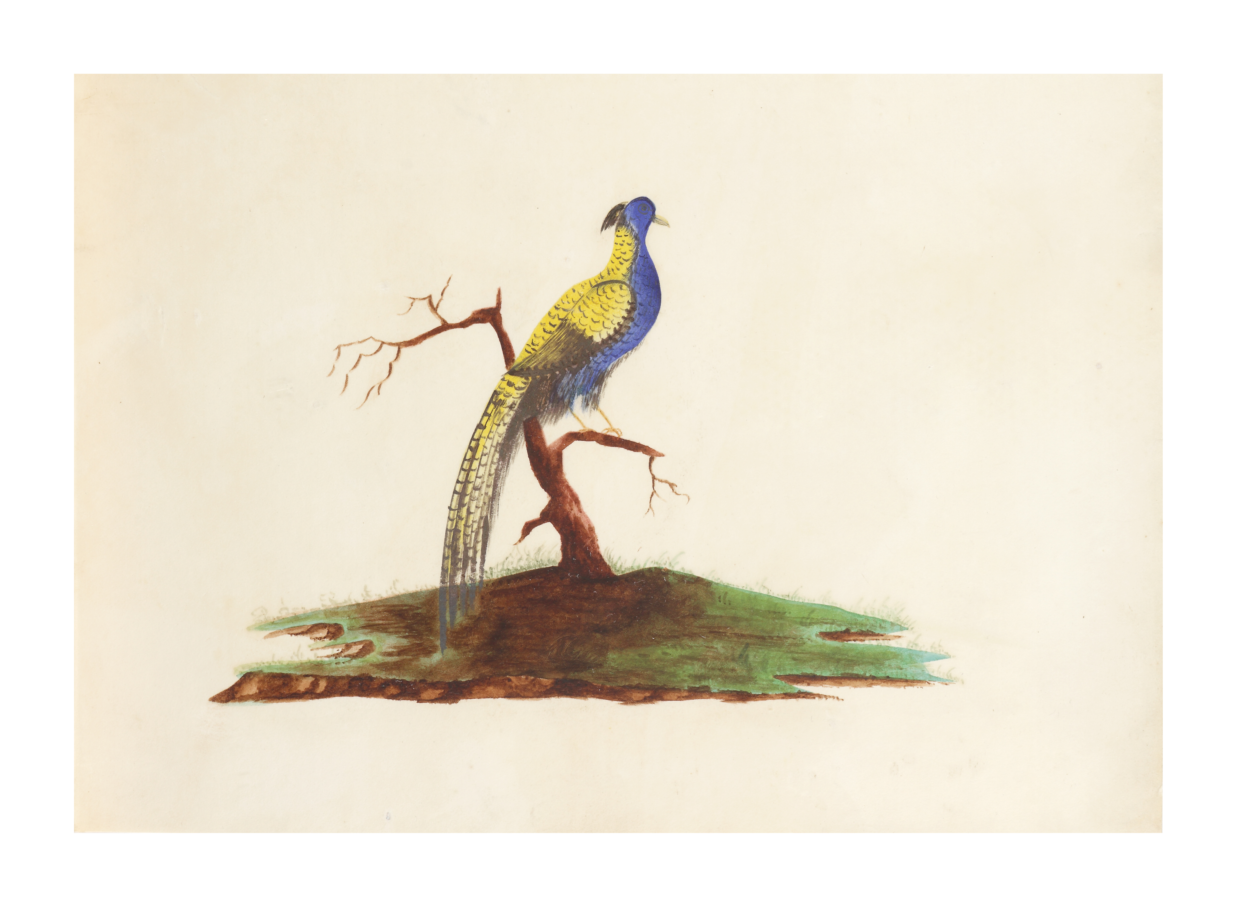 Sarah Stone (1760 - 1844) 